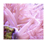 Pink Anthelia Coral