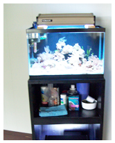 5 Gallon Reef Aquarium  - Tammy J. Keiffer