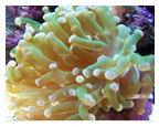 Frogspawn Coral Image
