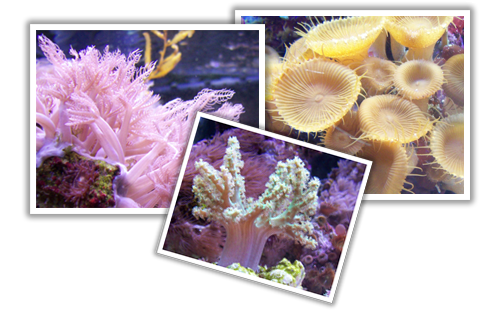 Aquatic Solutions Coral Image